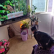 Gaia is registered to the contest to win money with this photo: animal, bird, blanket, carpet, cat, chair, curtain, decor, furniture, home, indoor, light, living_room, pet, plant, pot, statue, table, television, window