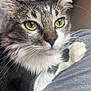 Gaia is registered to the contest to win money with this photo: animal, cat, close_up, curious, cute, domestic_cat, feline, focus, fur, green_eyes, indoor, mammal, pet, portrait, relaxed, resting, soft_surface, tabby, whiskers, white_paws