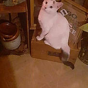 Mowmow is registered to the contest to win money with this photo: animal, cat, chicken_figurine, cozy, curious, decor, feline, floor_tile, home, indoor, milk_sign, nostalgic, pepsi_can, pet, room, sitting, vintage, warm_lighting, white_cat, wooden_box