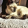 cat, siamese_cat, feline, pet, animal, indoor, sunlight, resting, relaxed, cozy, fur, whiskers, ears, cat_tree, soft_texture, closeup, sleepy, comfort, home, domestic_animal