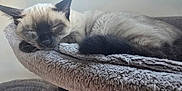 Romy a rejoint le concours — aidez-le/la à gagner de superbes lots ! cat, siamese_cat, sleeping, pet, animal, feline, indoor, cozy, resting, fluffy, fur, cute, relaxed, cat_perch, soft, comfort, window, closeup, mammal, whiskers