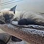 cat, siamese_cat, sleeping, pet, animal, feline, indoor, cozy, resting, fluffy, fur, cute, relaxed, cat_perch, soft, comfort, window, closeup, mammal, whiskers