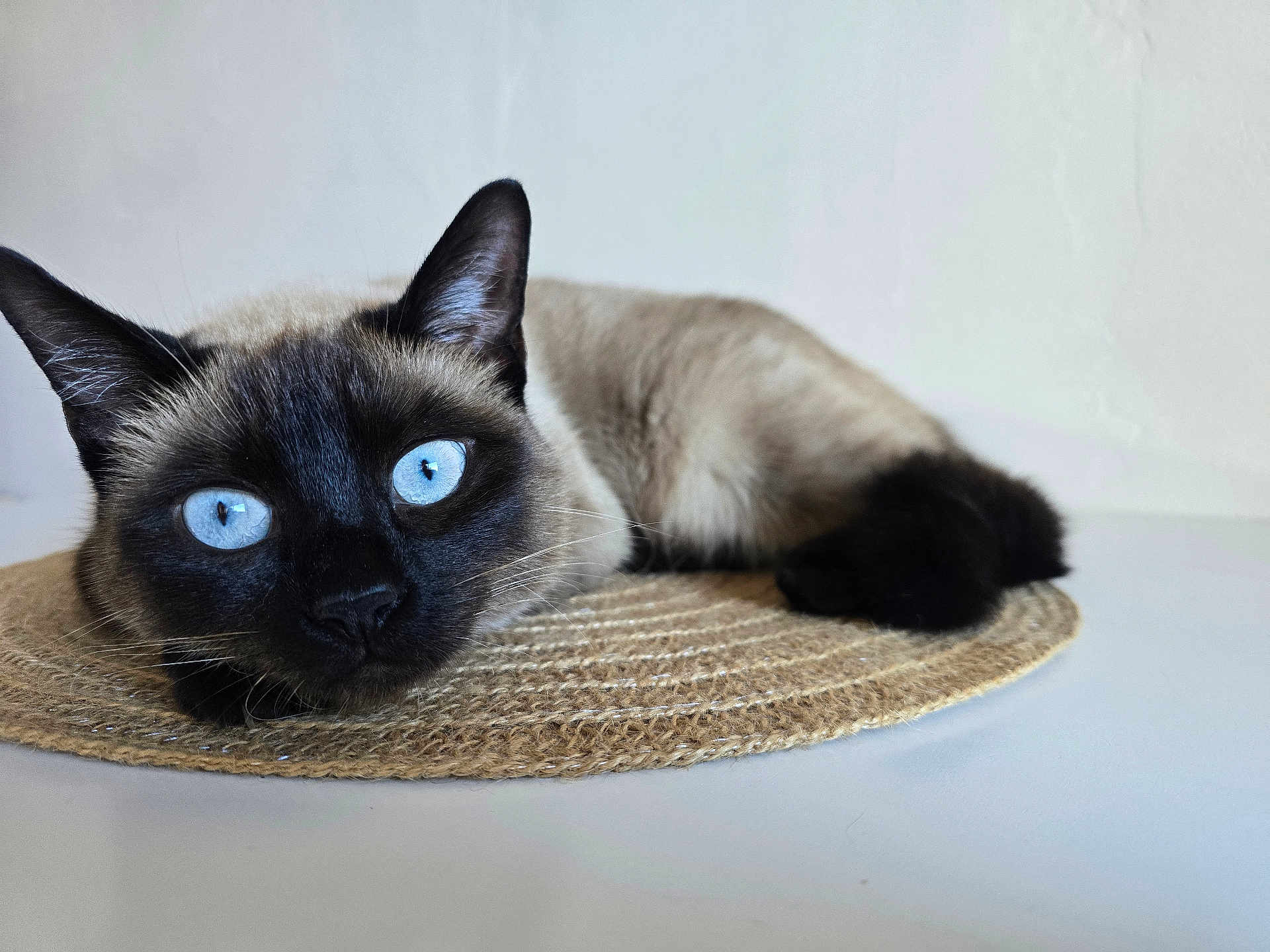 Romy a rejoint le concours — aidez-le/la à gagner de superbes lots ! cat, siamese_cat, blue_eyes, close_up, pet, animal, feline, face, fur, ears, whiskers, resting, mat, indoor, domestic_animal, cute, lying_down, portrait, soft_light, neutral_background