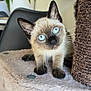 Romy participe au concours pour gagner de l'argent avec cette photo : kitten, cat, siamese, blue_eyes, curious, cat_tree, plush, pet, indoor, feline, animal, cute, young, whiskers, ears, face, fur, claws, houseplant, furniture