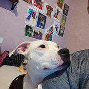 Toona a rejoint le concours — aidez-le/la à gagner de superbes lots ! dog, pet, indoor, portrait, person, shoulder, wall_art, painting, colorful, cozy, bed, resting, animal, companion, cute, white_dog, brown_spots, close_up, loyal, friendly