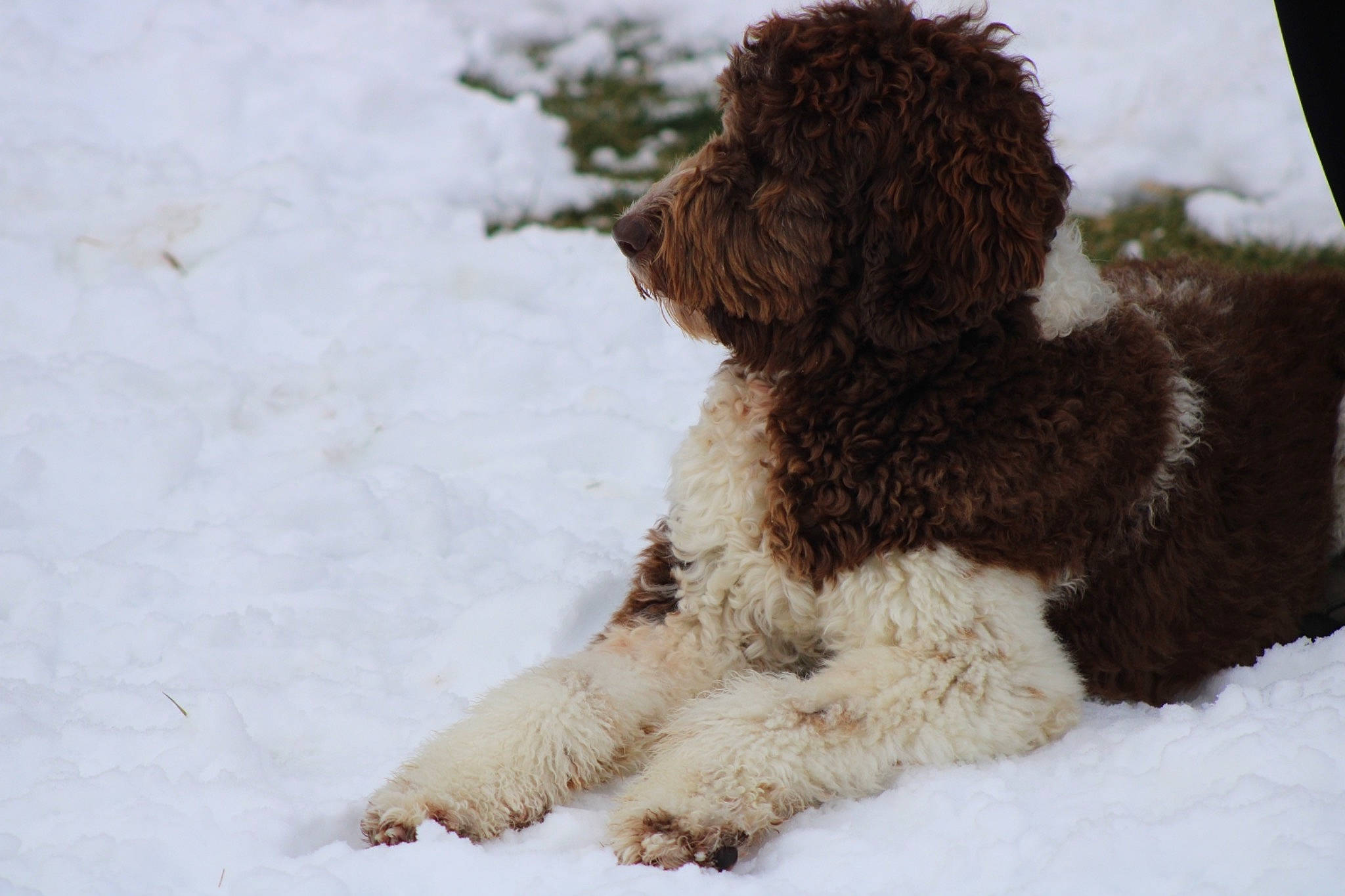 Sasquatch joined the competition — help win amazing prizes! canidae, carnivore, companion_dog, dog, dog_breed, freezing, labradoodle, liver, mammal, non_sporting_group, pet_supply, poodle, precipitation, snow, sporting_group, terrier, vertebrate, water_dog, winter, working_animal