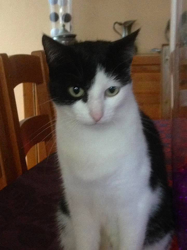 Vodka participe au concours pour gagner de l'argent avec cette photo : carnivore, cat, chair, domestic_short_haired_cat, eye, felidae, fur, hardwood, iris, paw, small_to_medium_sized_cats, snout, tail, whiskers, window