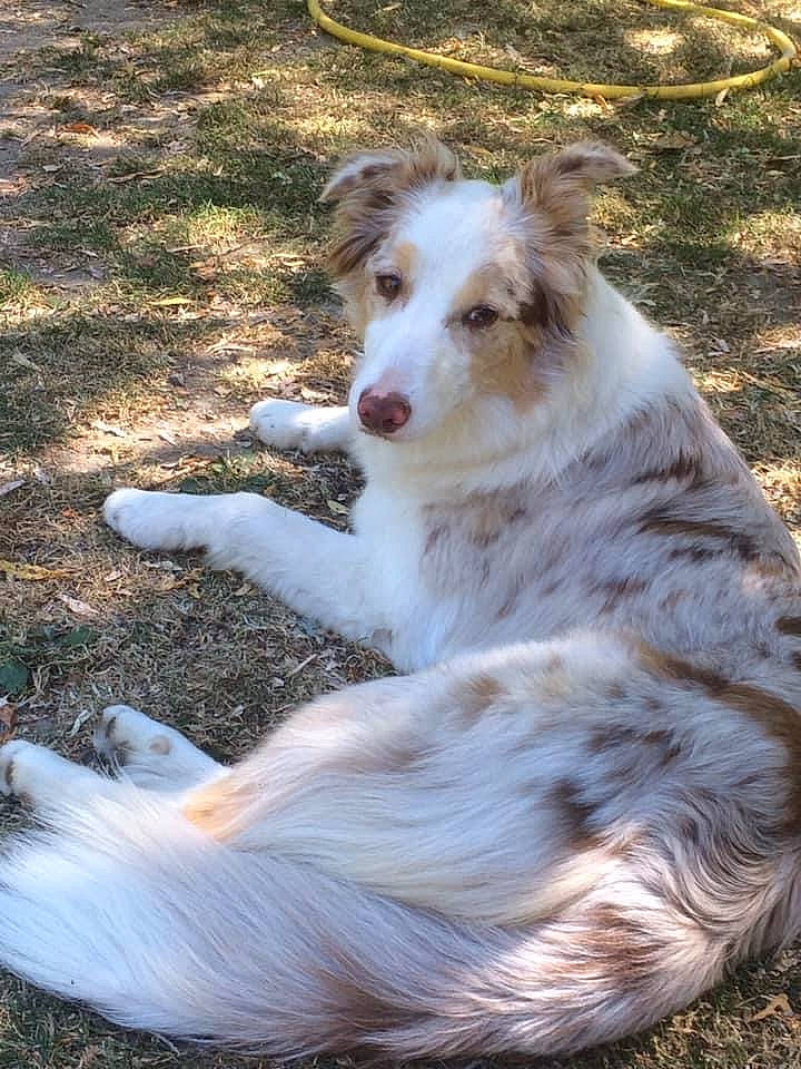 Jazz participe au concours pour gagner de l'argent avec cette photo : borzoi, canidae, carnivore, companion_dog, dog, dog_breed, fur, grass, plant, snout, sporting_group, terrestrial_animal, water, wildlife, working_animal, working_dog