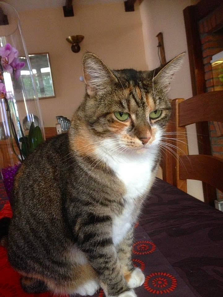 Kanelle participe au concours pour gagner de l'argent avec cette photo : carnivore, cat, domestic_short_haired_cat, door, felidae, flooring, fur, houseplant, paw, plant, sitting, small_to_medium_sized_cats, snout, tail, terrestrial_animal, whiskers, window