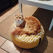 Sonic participe au concours pour gagner de l'argent avec cette photo : cat, orange_cat, fluffy_fur, indoor, pouf, yellow_pouf, curled_up, looking_at_camera, floor_tile, rug, white_table_leg, pet, feline, cozy, home_interior, fur, cute, resting, animal, domestic_animal