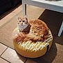cat, orange_cat, fluffy_fur, indoor, pouf, yellow_pouf, curled_up, looking_at_camera, floor_tile, rug, white_table_leg, pet, feline, cozy, home_interior, fur, cute, resting, animal, domestic_animal