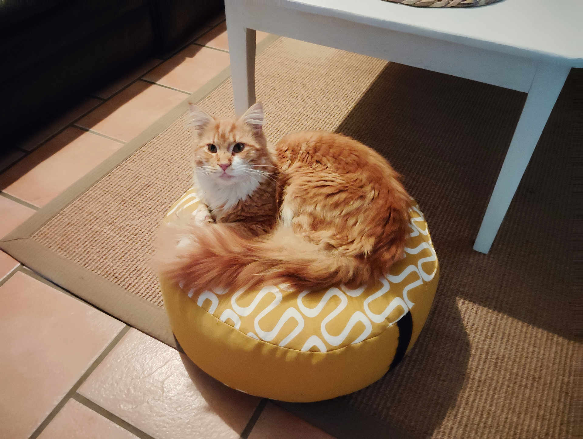 Sonic participe au concours pour gagner de l'argent avec cette photo : cat, orange_cat, fluffy_fur, indoor, pouf, yellow_pouf, curled_up, looking_at_camera, floor_tile, rug, white_table_leg, pet, feline, cozy, home_interior, fur, cute, resting, animal, domestic_animal