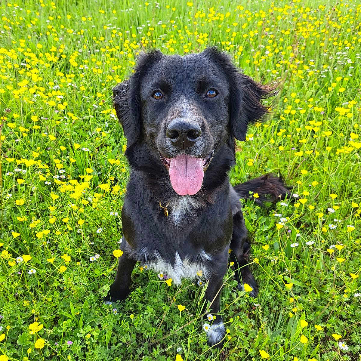 Pirate participe au concours pour gagner de l'argent avec cette photo : animal, canine, countryside, daisy, dog, face, field, flower, grass, grassland, herbal, herbs, meadow, nature, outdoors, pet, plant, puppy, rural, vegetation