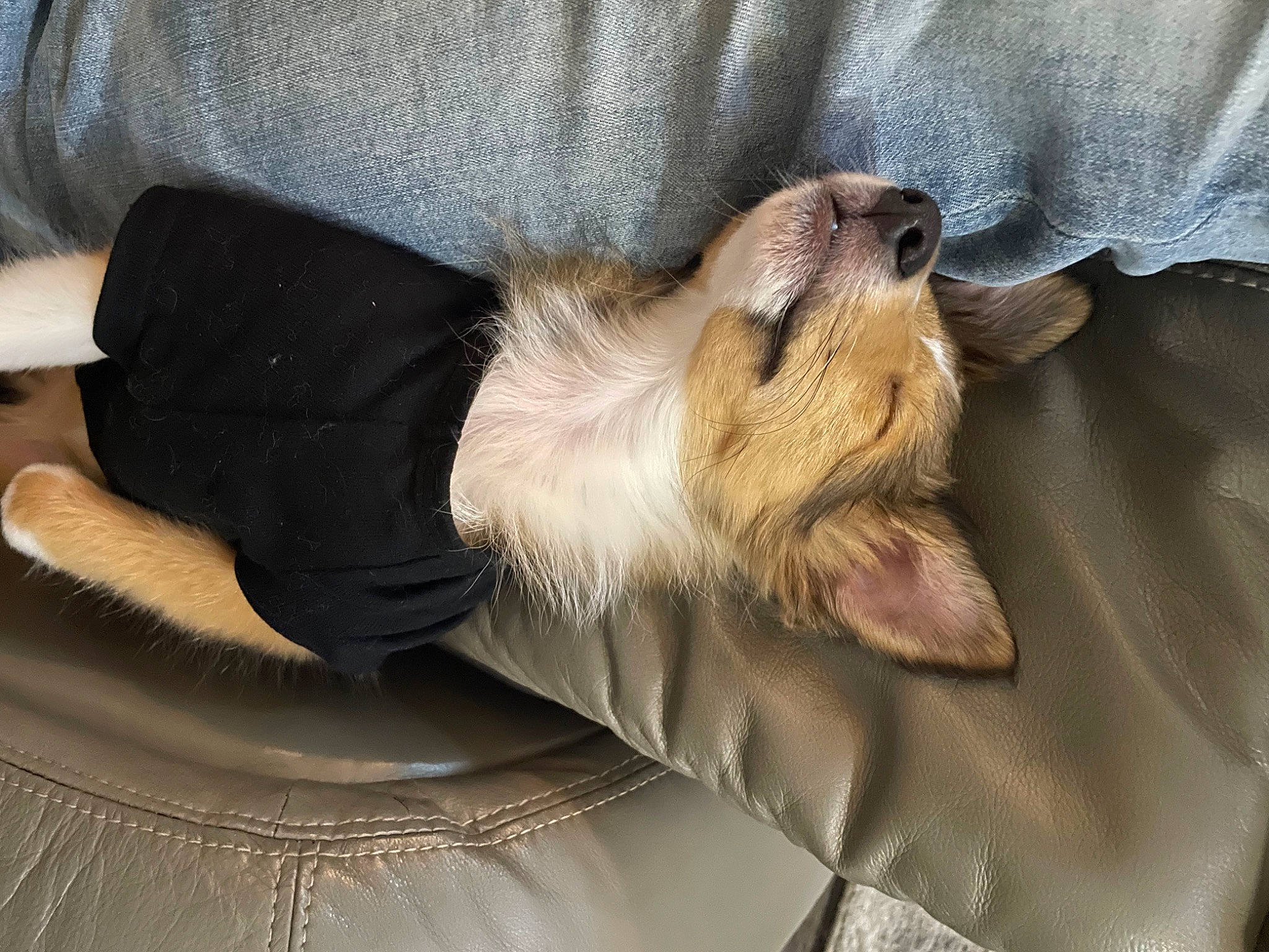 Finley is registered to the contest to win money with this photo: canidae, carnivore, comfort, companion_dog, dog, dog_breed, fawn, fur, nap, paw, sleep, snout, sporting_group, whiskers, working_animal