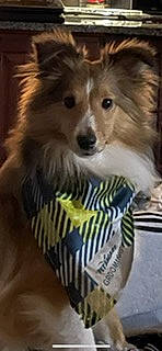 Finley joined the competition — help win amazing prizes! carnivore, companion_dog, dog, dog_breed, eye, fawn, fur, terrestrial_animal, whiskers