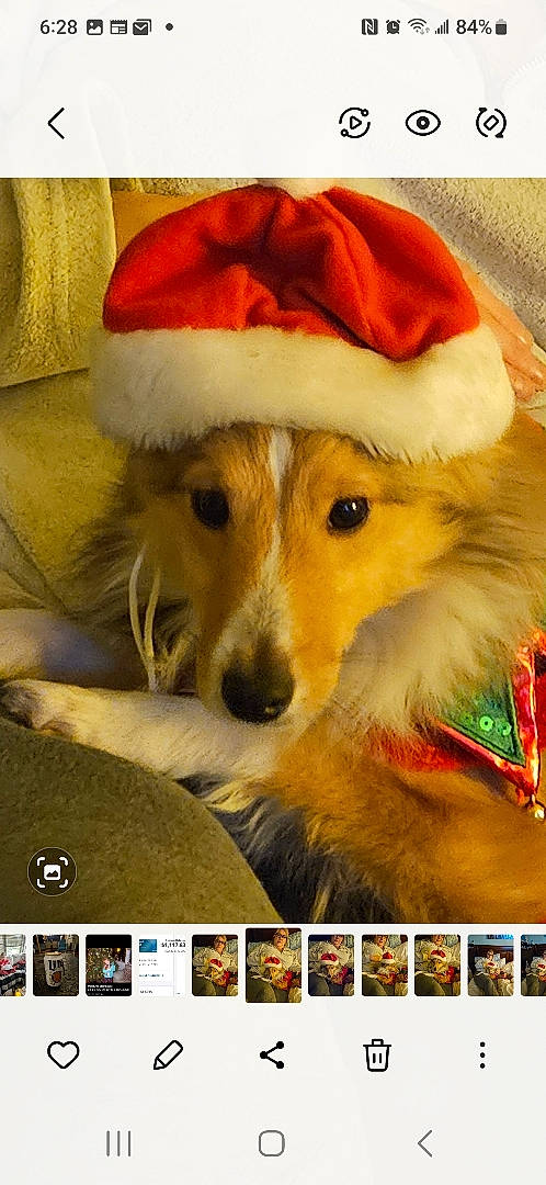 Finley joined the competition — help win amazing prizes! canidae, carnivore, companion_dog, costume_hat, dog_breed, event, fawn, felidae, font, fur, fur_clothing, hat, holiday, photo_caption, plush, santa_claus, screenshot, stuffed_toy, whiskers, yellow