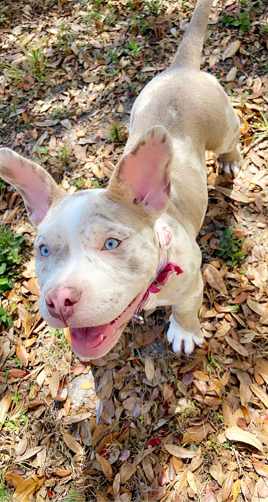 Stella Rae joined the competition — help win amazing prizes! canidae, carnivore, companion_dog, dog, dog_breed, dogo_guatemalteco, ear, fawn, grass, hunting_dog, non_sporting_group, plant, snout, soil, sporting_group, terrestrial_animal, whiskers, working_animal