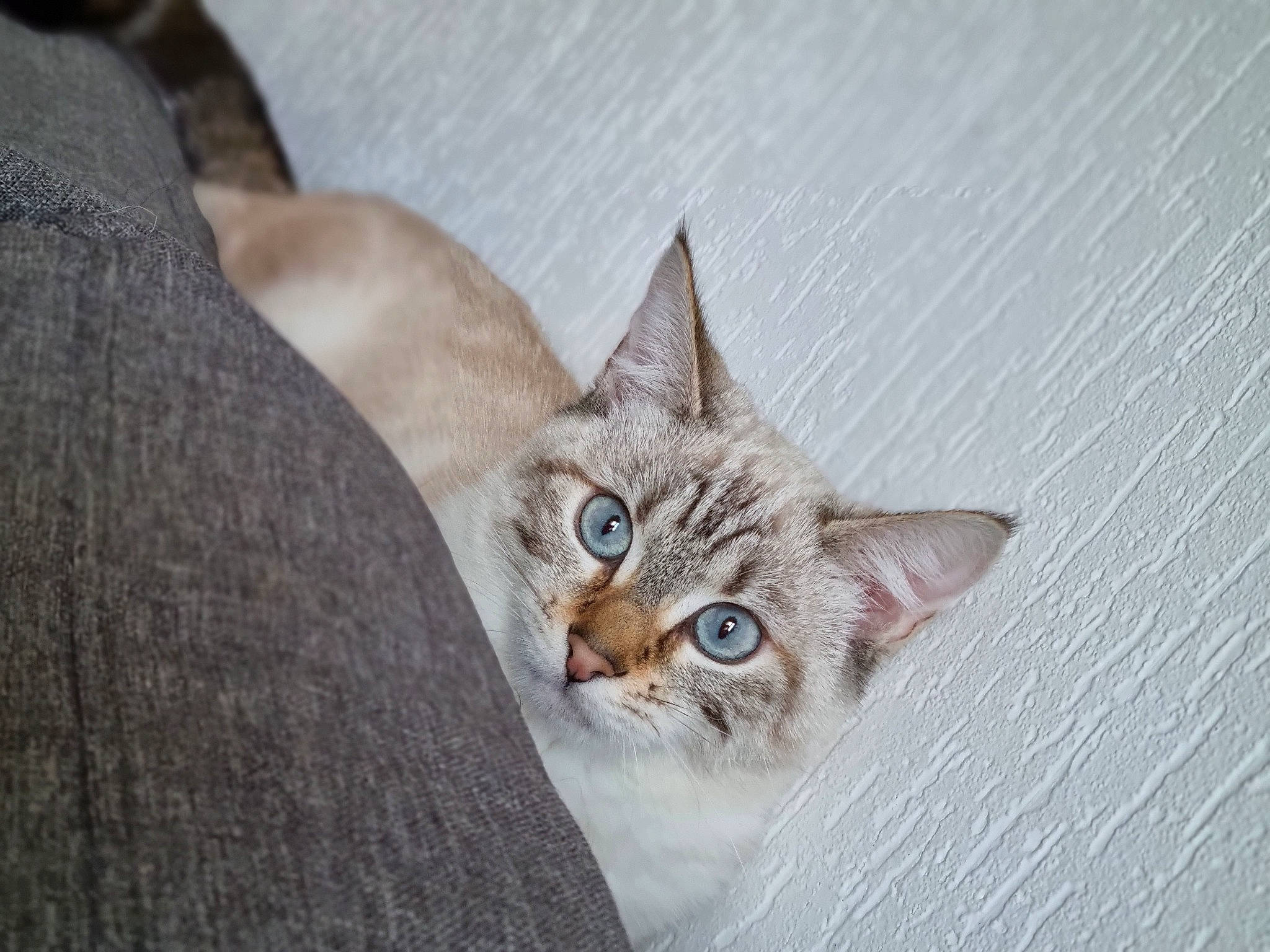 Tina a rejoint le concours — aidez-le/la à gagner de superbes lots ! carnivore, cat, domestic_short_haired_cat, door, fawn, felidae, fur, paw, small_to_medium_sized_cats, snout, tail, whiskers, window, wood