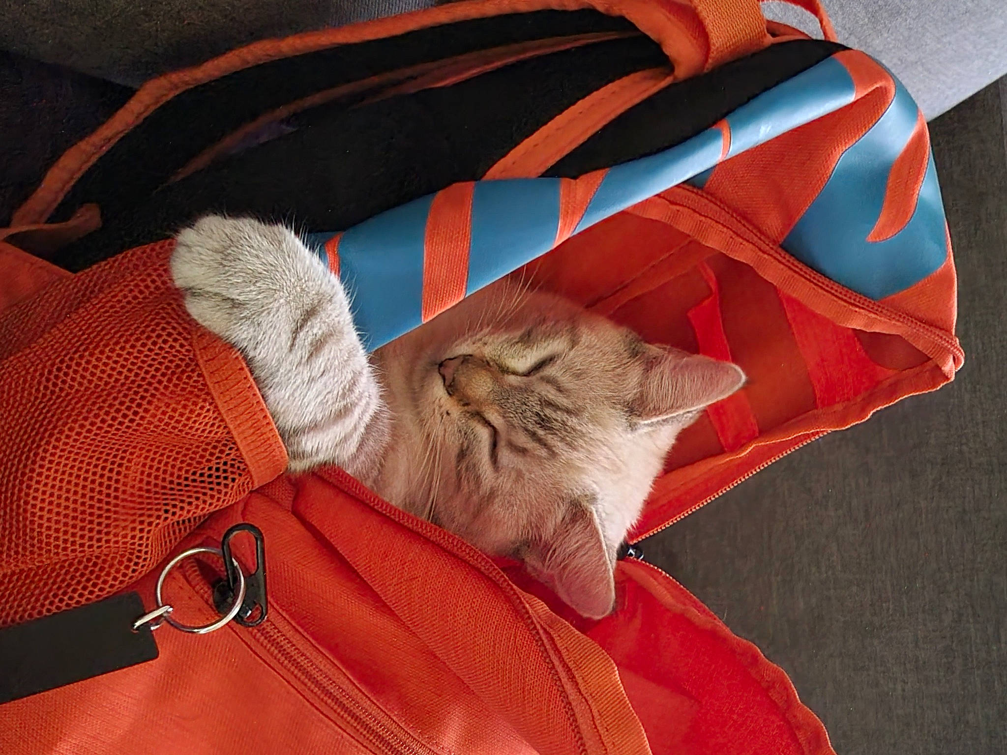 Tina participe au concours pour gagner de l'argent avec cette photo : bag, baggage, carnivore, cat, collar, comfort, domestic_short_haired_cat, electric_blue, fashion_accessory, fawn, felidae, fur, linens, luggage_and_bags, orange, sleeve, small_to_medium_sized_cats, sunglasses, textile, whiskers