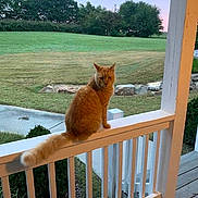 Garfield joined the competition — help win amazing prizes! cat, orange_cat, fluffy, tail, sitting, porch, railing, balcony, outdoor, yard, lawn, grass, trees, landscape, house, wooden_deck, fence, nature, daylight, animal_portrait