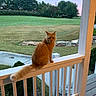 cat, orange_cat, fluffy, tail, sitting, porch, railing, balcony, outdoor, yard, lawn, grass, trees, landscape, house, wooden_deck, fence, nature, daylight, animal_portrait