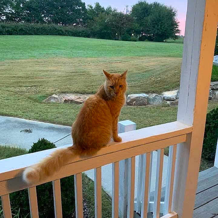 Garfield