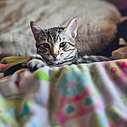 Nugget is registered to the contest to win money with this photo: cat, tabby, animal, pet, feline, indoor, blanket, patterned, colorful, resting, relaxed, ears, whiskers, face, fur, closeup, soft, cute, cozy, bedroom