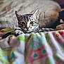 cat, tabby, animal, pet, feline, indoor, blanket, patterned, colorful, resting, relaxed, ears, whiskers, face, fur, closeup, soft, cute, cozy, bedroom