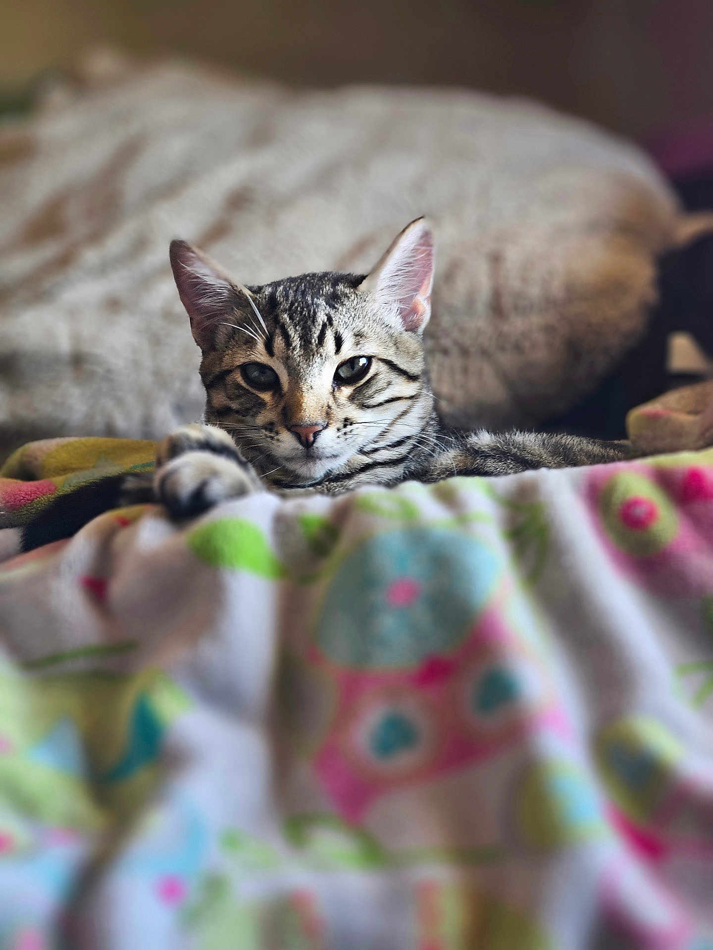 Nugget is registered to the contest to win money with this photo: cat, tabby, animal, pet, feline, indoor, blanket, patterned, colorful, resting, relaxed, ears, whiskers, face, fur, closeup, soft, cute, cozy, bedroom