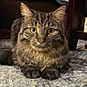 Murph joined the competition — help win amazing prizes! cat, tabby, pet, animal, feline, indoor, carpet, fur, whiskers, ears, eyes, tail, paws, closeup, mammal, cute, domestic_animal, resting, curious, striped