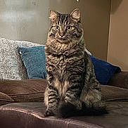 Murph is registered to the contest to win money with this photo: cat, tabby, feline, pet, indoor, sitting, leather_ottoman, couch, cushion, furniture, cozy, home, domestic_animal, whiskers, ears, fur, alert, looking, mammal, animal