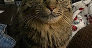 Murph joined the competition — help win amazing prizes! cat, tabby, fluffy, indoor, close_up, curious, whiskers, eyes, pet, feline, domestic_animal, cozy, blanket, denim, fur, animal, portrait, living_room, cute, curious_look