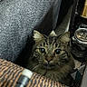 Murph is registered to the contest to win money with this photo: cat, tabby, indoor, curious, furniture, shelf, jar, dim_light, closeup, whiskers, floor, domestic_animal, pet, eyes, cozy, home, looking, animal, feline, curiosity