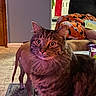 cat, dog, tabby_cat, indoor, living_room, kitchen, blanket, orange_blanket, ghost_pattern, curious, wide_eyes, furniture, floor, tile_floor, couch, pet, animal, domestic_animal, household, cozy