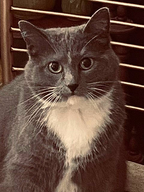 Farrah is registered to the contest to win money with this photo: carnivore, cat, domestic_short_haired_cat, felidae, fur, grey, monochrome, monochrome_photography, small_to_medium_sized_cats, snout, whiskers