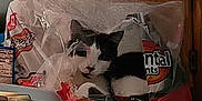 Frosty is registered to the contest to win money with this photo: cat, plastic_bag, bread_bag, refrigerator, kitchen, black_and_white, pet, curious, indoor, cabinet, food_packaging, appliance, feline, animal, resting, cute, domestic, household, funny, cozy