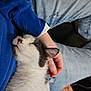 cat, black_and_white_cat, sleeping_cat, person, hand, blue_sleeve, jeans, light_blue_jeans, relaxation, indoor, cozy, fur, pet, animal, resting, comfort, couch, blanket, home, casual