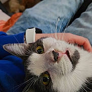 Frosty joined the competition — help win amazing prizes! cat, close_up, pet, whiskers, lap, person, hand, indoor, fur, curious, face, black_and_white, animal, domestic_animal, relaxing, casual, watching, cute, companion, cozy