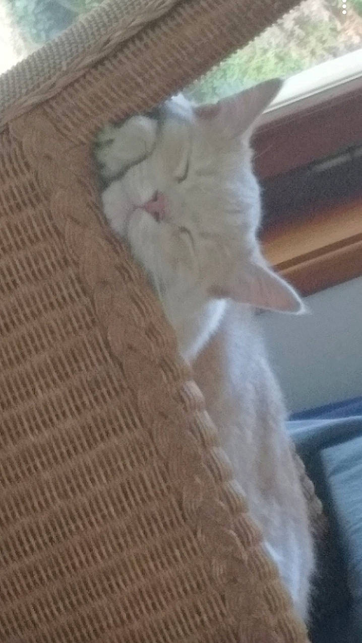 Garry participe au concours pour gagner de l'argent avec cette photo : carnivore, cat, claw, comfort, domestic_short_haired_cat, fawn, felidae, flooring, fur, hardwood, paw, plywood, small_to_medium_sized_cats, snout, tail, whiskers, wood, wood_flooring