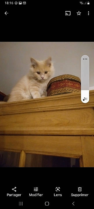 Garry a rejoint le concours — aidez-le/la à gagner de superbes lots ! cabinetry, carnivore, cat, desk, domestic_short_haired_cat, felidae, fur, gadget, granny_smith, hardwood, rectangle, shelf, shelving, small_to_medium_sized_cats, table, tail, whiskers, window, wood, wood_stain