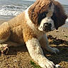 Winnie participe au concours pour gagner de l'argent avec cette photo : carnivoran, dog, dog_breed, dog_breed_group, dog_like_mammal, fur, moscow_watchdog, snout, st_bernard