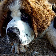 Winnie participe au concours pour gagner de l'argent avec cette photo : dog, dog_breed, dog_breed_group, dog_like_mammal, fur, moscow_watchdog, snout, st_bernard
