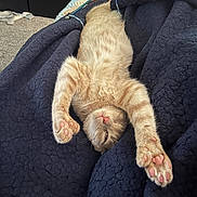 Oslo is registered to the contest to win money with this photo: kitten, cat, ginger_cat, sleeping, stretching, paws, blanket, cozy, indoor, pet, cute, feline, relaxed, fur, pink_paw_pads, napping, domestic_cat, animal, mammal, resting