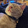 Oslo is registered to the contest to win money with this photo: cat, sleeping, close_up, collar, bell, whiskers, fur, pet, indoor, cozy, relaxed, tongue_out, cute, domestic_cat, resting, animal, feline, soft, texture, background_blur