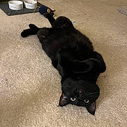 Basil is registered to the contest to win money with this photo: black_cat, cat, pet, animal, carpet, indoor, toy_mouse, cat_bowl, floor, relaxed, cute, feline, domestic_animal, lying_down, whiskers, ears, eyes, collar, home, cozy