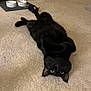 black_cat, cat, pet, animal, carpet, indoor, toy_mouse, cat_bowl, floor, relaxed, cute, feline, domestic_animal, lying_down, whiskers, ears, eyes, collar, home, cozy