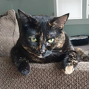 Copper is registered to the contest to win money with this photo: animal, cat, closeup, couch, cozy, ears, eyes, furniture, home, indoor, looking, mammal, paws, pet, relaxed, resting, texture, tortoiseshell_cat, whiskers, window