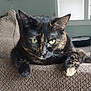animal, cat, closeup, couch, cozy, ears, eyes, furniture, home, indoor, looking, mammal, paws, pet, relaxed, resting, texture, tortoiseshell_cat, whiskers, window