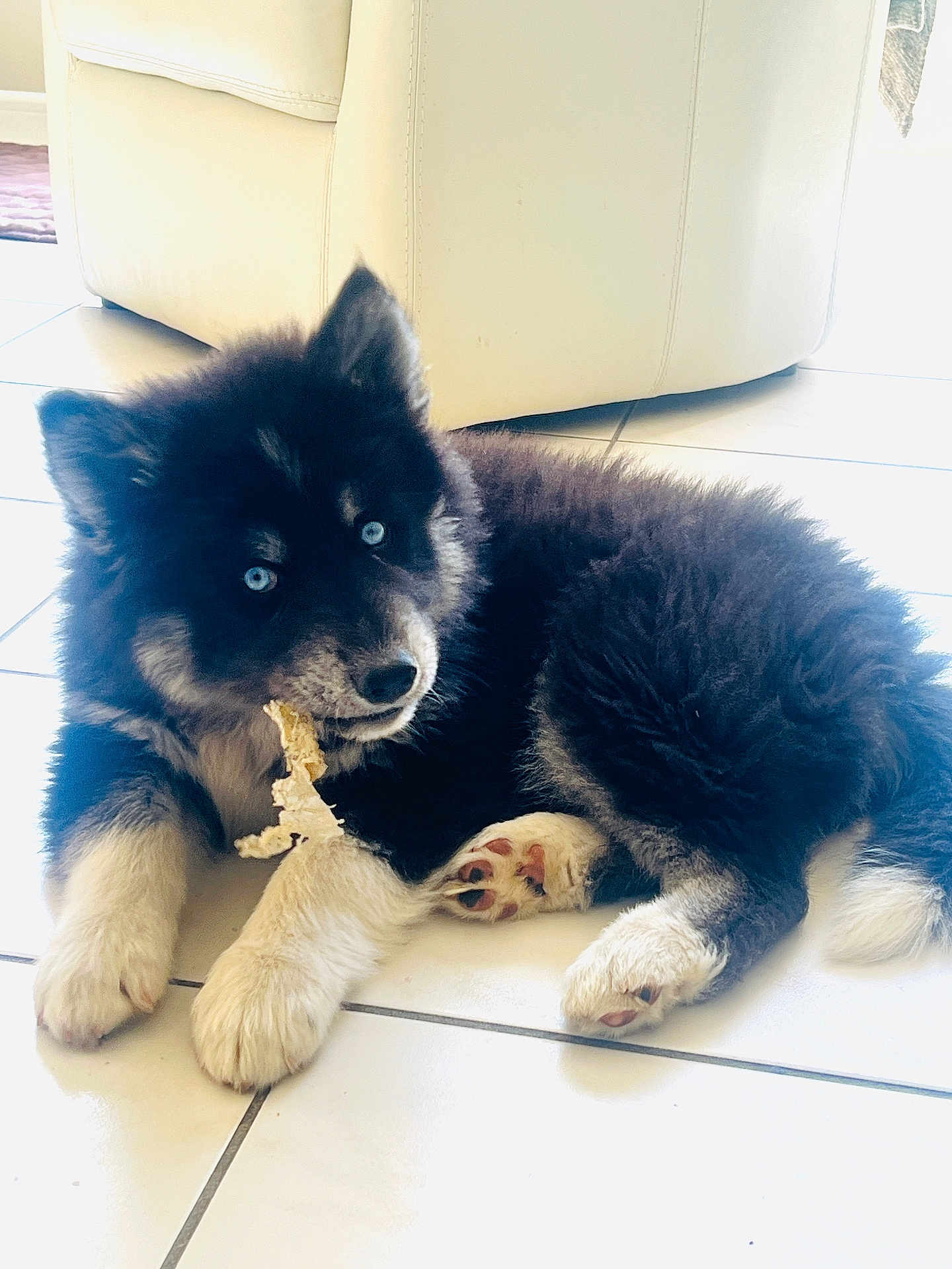 Hadès participe au concours pour gagner de l'argent avec cette photo : puppy, dog, blue_eyes, black_fur, white_fur, fluffy, chewing, indoor, tile_floor, couch, pet, animal, cute, paw, laying_down, young_dog, domestic_animal, fur, snout, ears