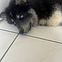 Hadès a rejoint le concours — aidez-le/la à gagner de superbes lots ! dog, blue_eyes, fluffy, black_and_white, lying_down, tile_floor, indoor, pet, canine, fur, cute, resting, closeup, snout, ears, animal, domestic_animal, companion, quiet, calm